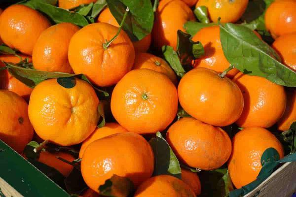 نارنگی ساتسوما خشک