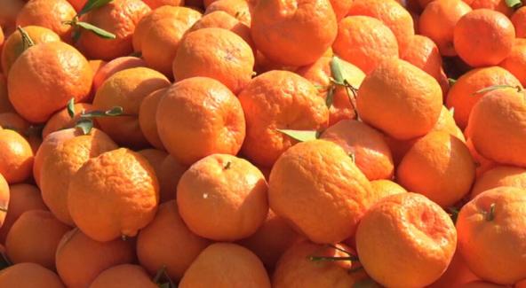 نارنگی ساتسوما جهرم